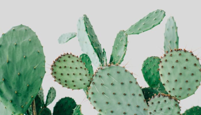 仙人掌养护技巧 仙人掌养护技巧