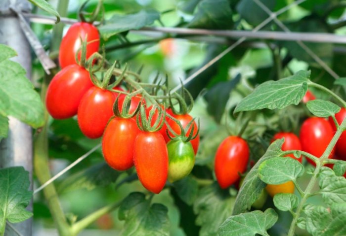 陽台種小蕃茄 陽台種小蕃茄
