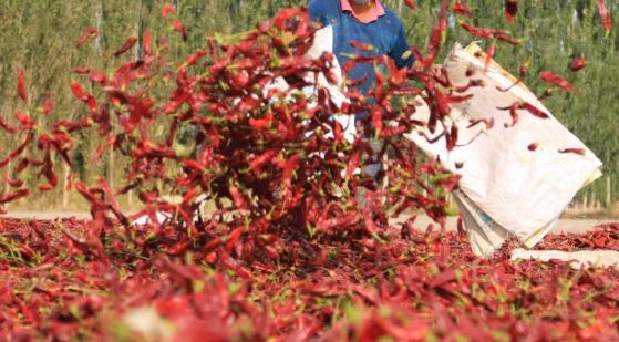 辣椒种植季节 辣椒种植季节