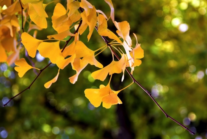 銀杏樹栽培技巧