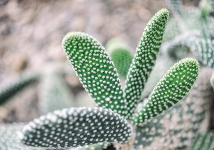 多肉植物施肥 多肉植物施肥