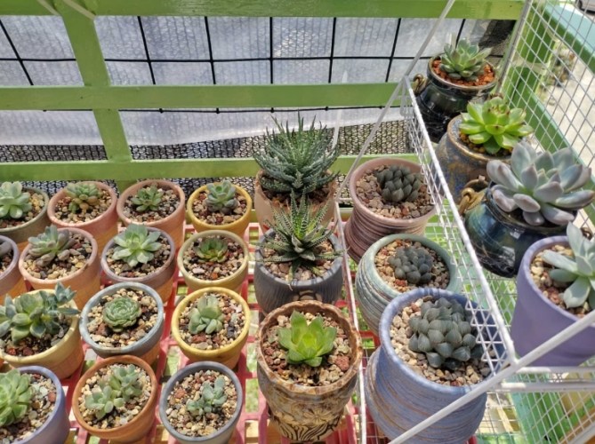 多肉葉子脫落 多肉葉子脫落