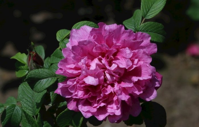 玫瑰葉子下垂治療 玫瑰葉子下垂治療