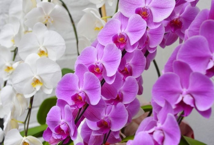 室內蘭花種類 室內蘭花種類