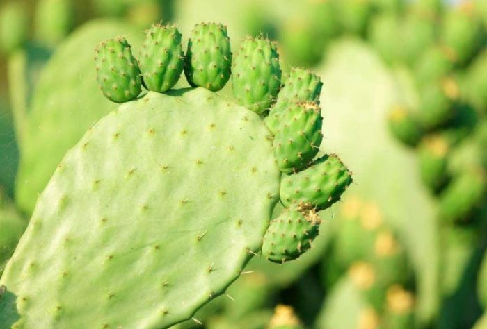 多肉植物生長週期 多肉植物生長週期