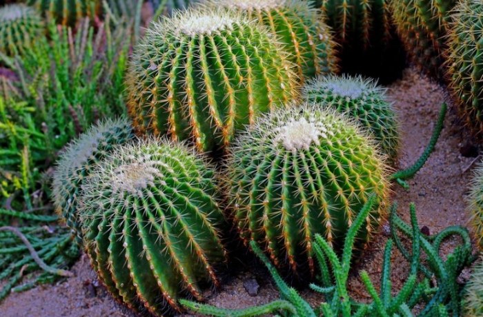 仙人掌種類介紹 仙人掌種類介紹