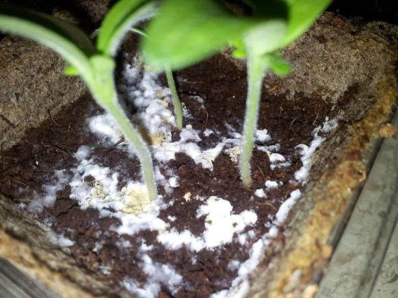 盆栽霉菌處理 盆栽霉菌處理