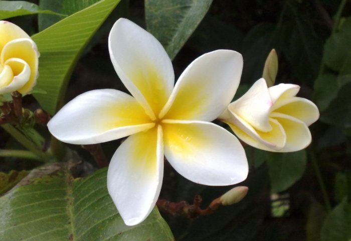 鸡蛋花养护技巧 鸡蛋花养护技巧