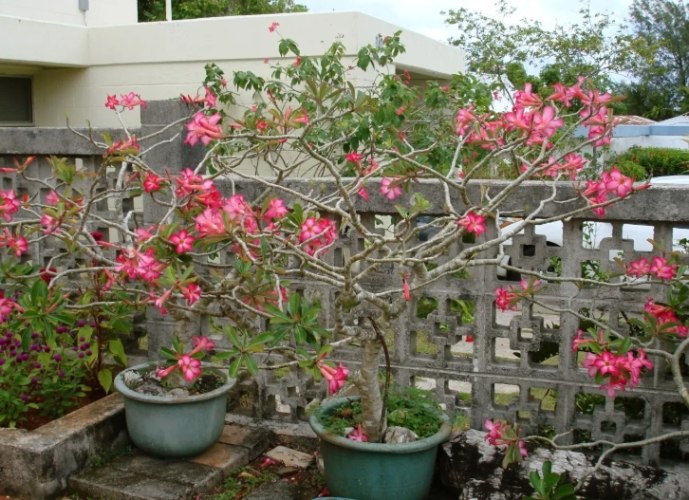 沙漠玫瑰葉子變紅原因