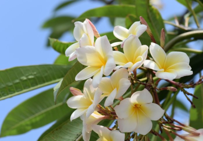 雞蛋花種植 雞蛋花種植