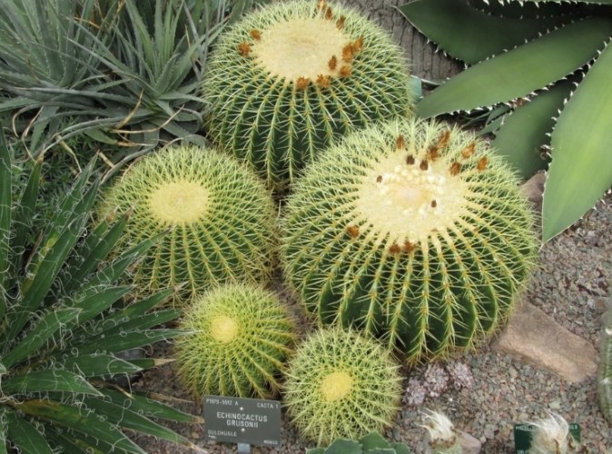 仙人掌種植方法 仙人掌種植方法