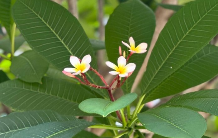 鸡蛋花照顾 鸡蛋花照顾