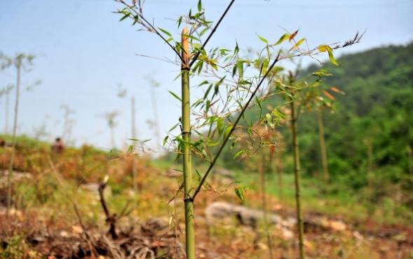 竹子栽培技巧 竹子栽培技巧