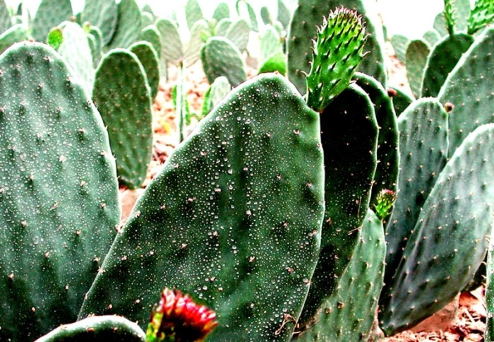 仙人掌好处 仙人掌好处