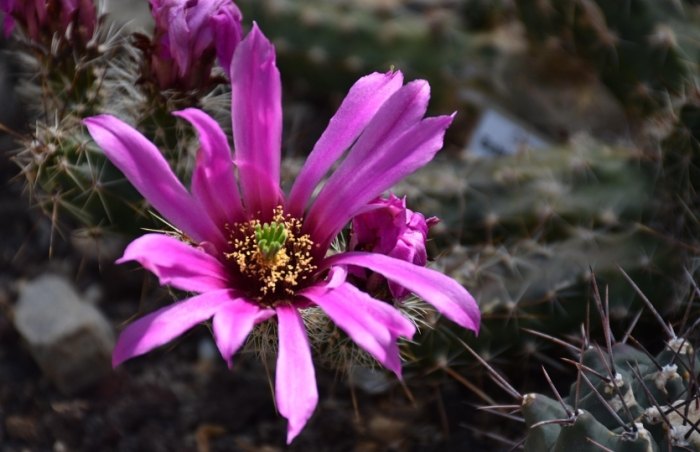 仙人掌砍半技巧 仙人掌砍半技巧