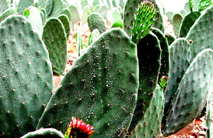 仙人掌施肥 仙人掌施肥