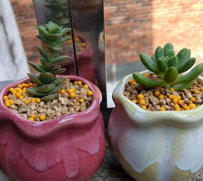 多肉植物燈推薦