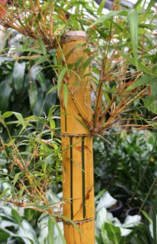 竹子種植技巧 竹子種植技巧