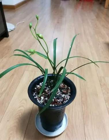 蘭花掉葉原因 蘭花掉葉原因