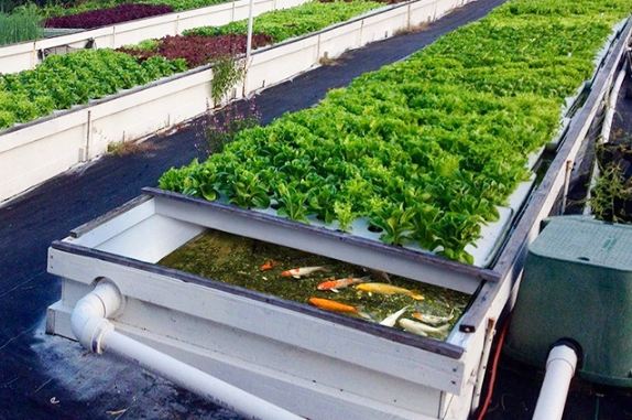 魚菜共生蔬菜 魚菜共生蔬菜