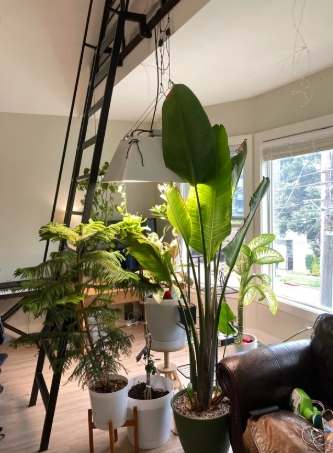 室內植物高度控制