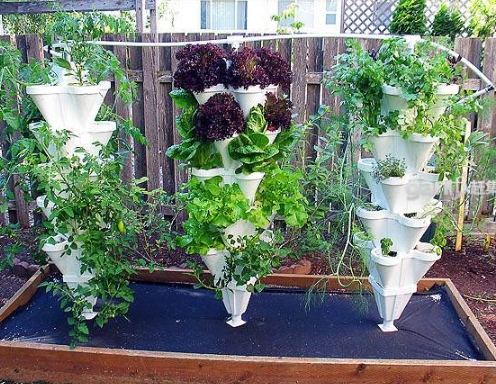 居家种菜 居家种菜