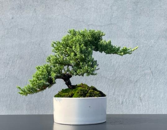 珍珠柏盆栽養護