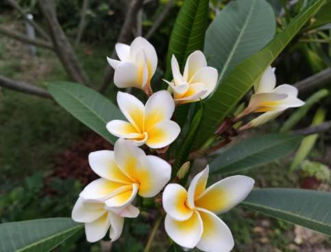 雞蛋花葉子焦黃