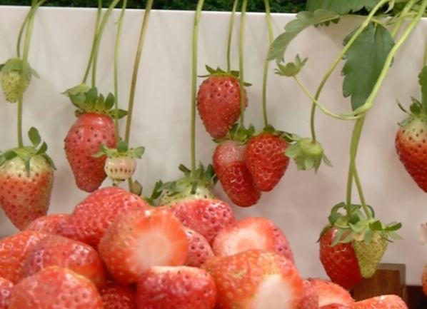 草莓品種缺點