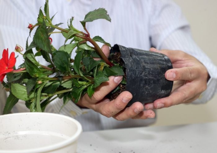 盆栽換土方法 盆栽換土方法