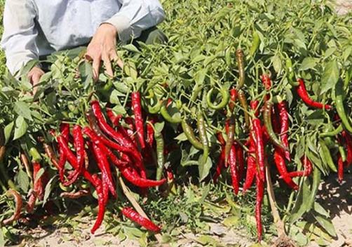 辣椒生長溫度