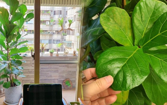 琴葉榕 葉子 掉落