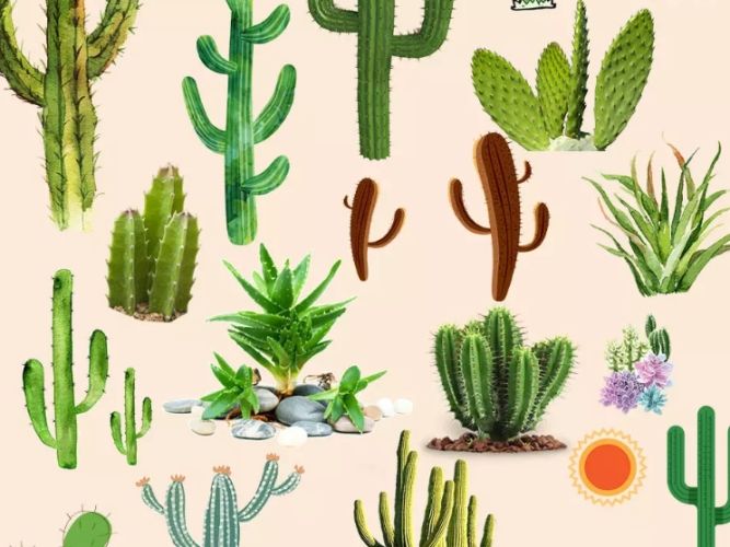 仙人掌種植方法