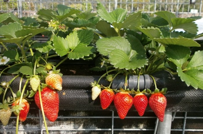 戀香草莓種子 種植