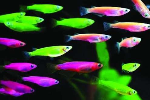 螢光魚生育