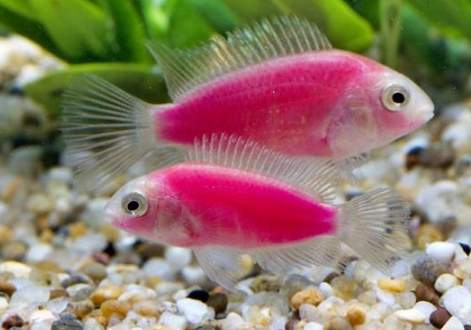 螢光魚飼養