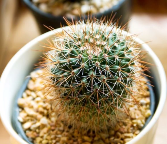 仙人掌軟化處理