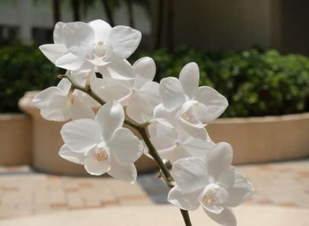 延長蘭花開花時間