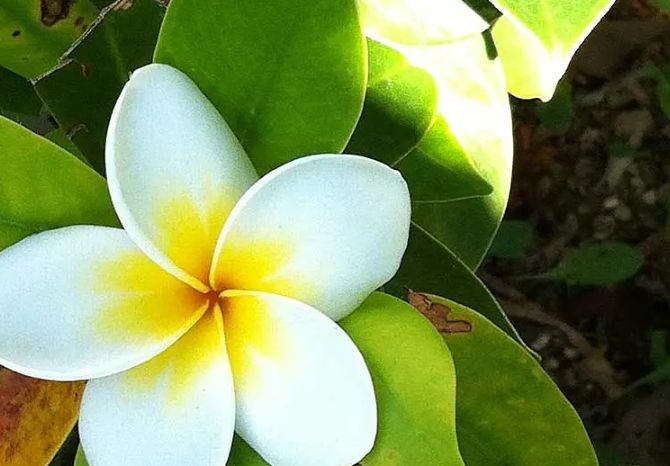 雞蛋花水培方法