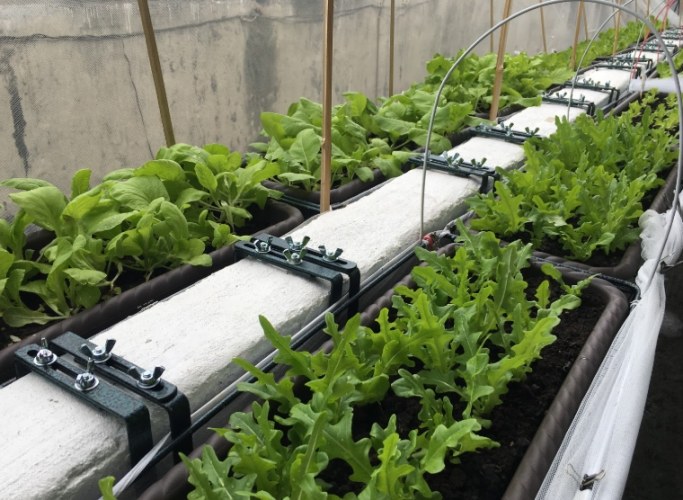 阳台种菜 阳台种菜