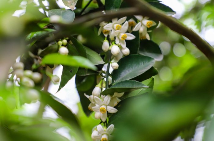 枳花用途 枳花用途