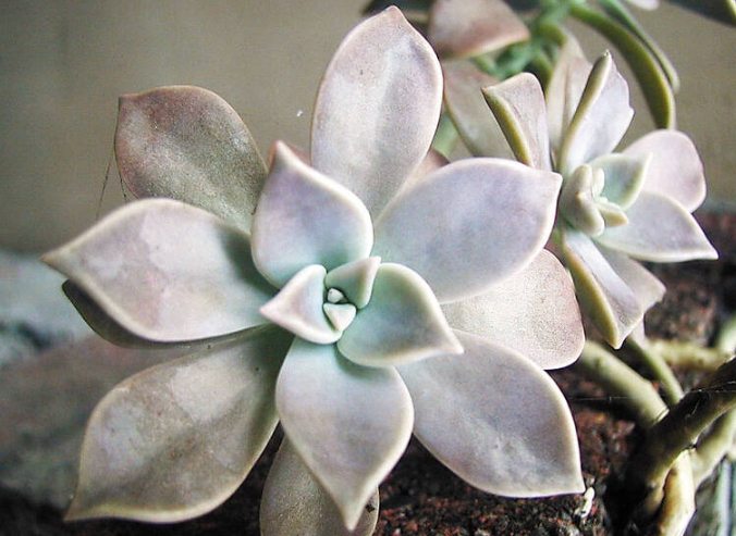 室內種植石蓮花