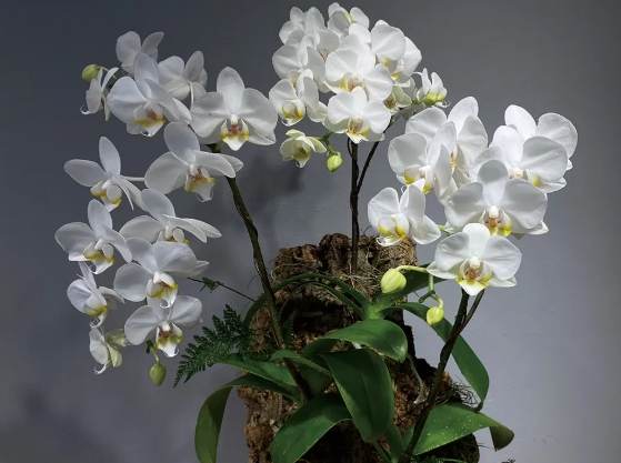 兰花板植材质 兰花板植材质