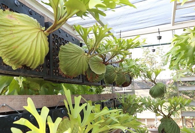 蛇木板替代材料