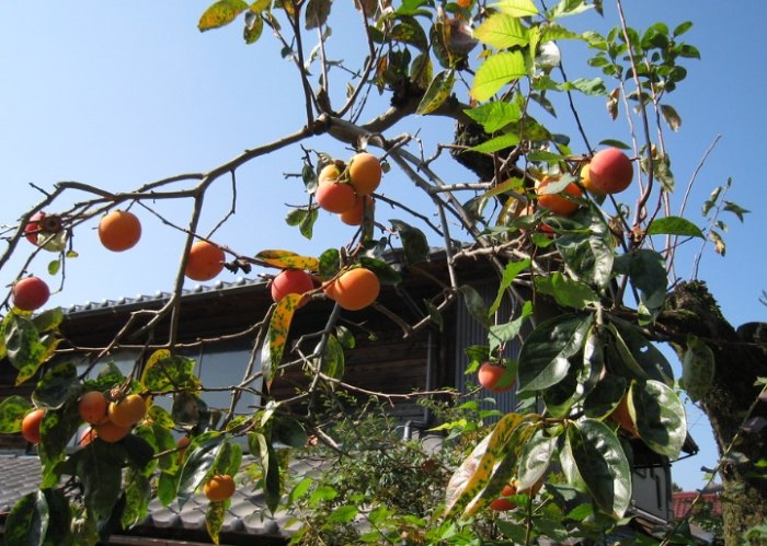 柿子樹繁殖方法