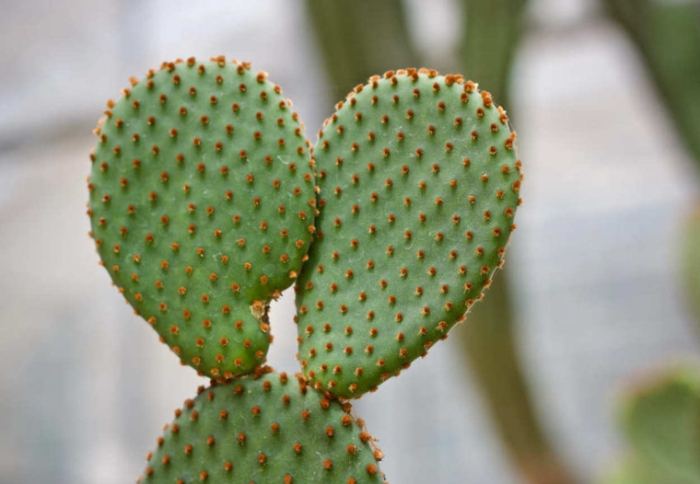 仙人掌砍半方法 仙人掌砍半方法