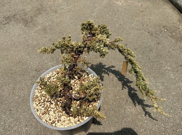 珍珠柏葉子變黃原因