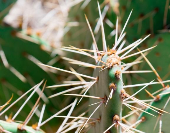 仙人掌急救方法 仙人掌急救方法