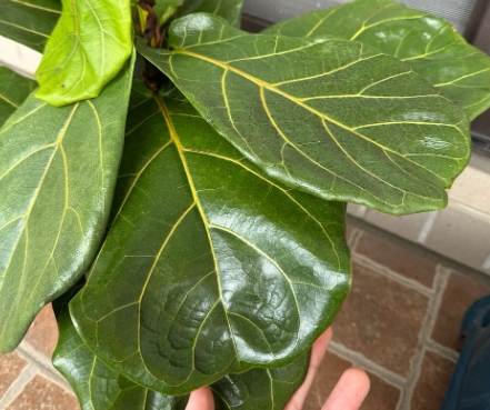 琴葉榕 葉子 掉落