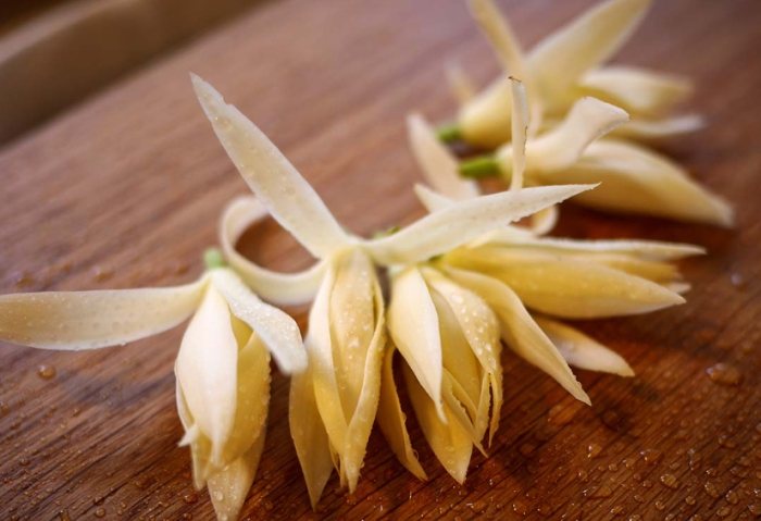 白玉蘭葉精油功效